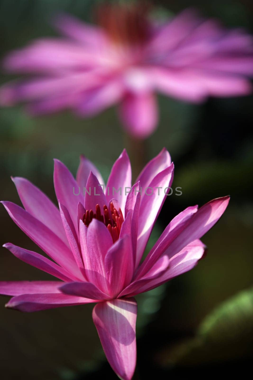 A water lily garden in a hotel park in the temple city of Ayutthaya,Thailand.