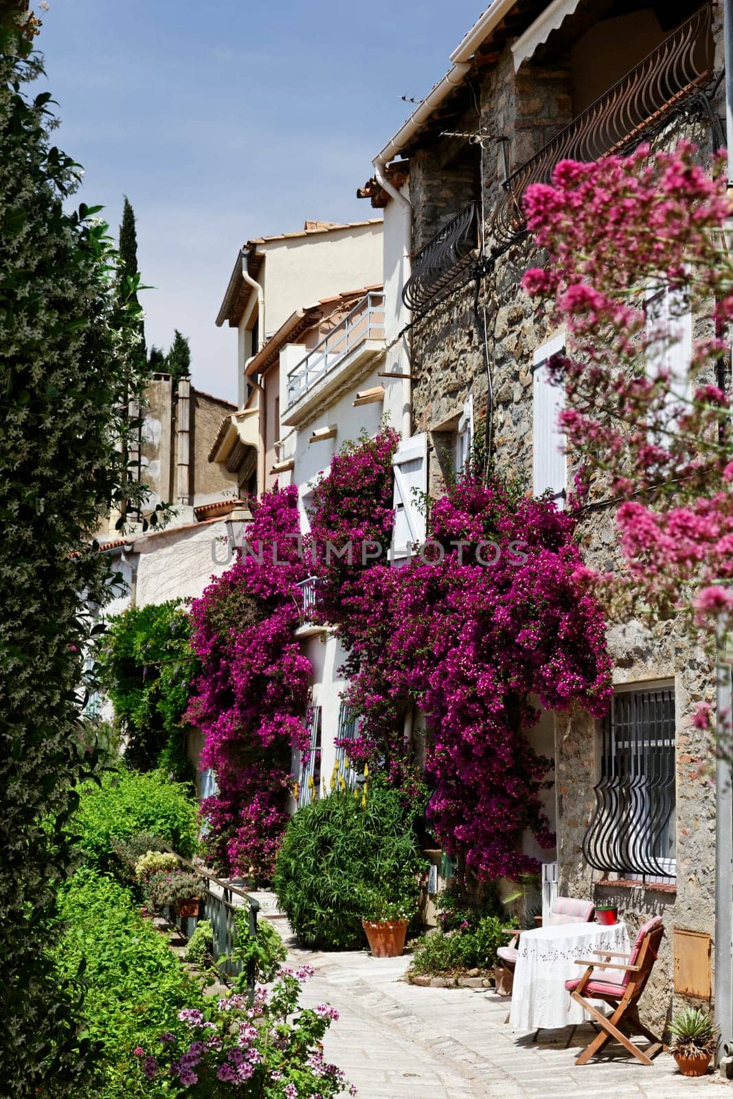 Grimaud,Old Town Lane with Bougainvillea glabra,Tripleflower on the Cote d'Azur - Grimaud,Old town lane with Bougainvillea glabra,Lesser Bougainvillea,Paper flower,Cote d'Azur,Southern France,Europe
