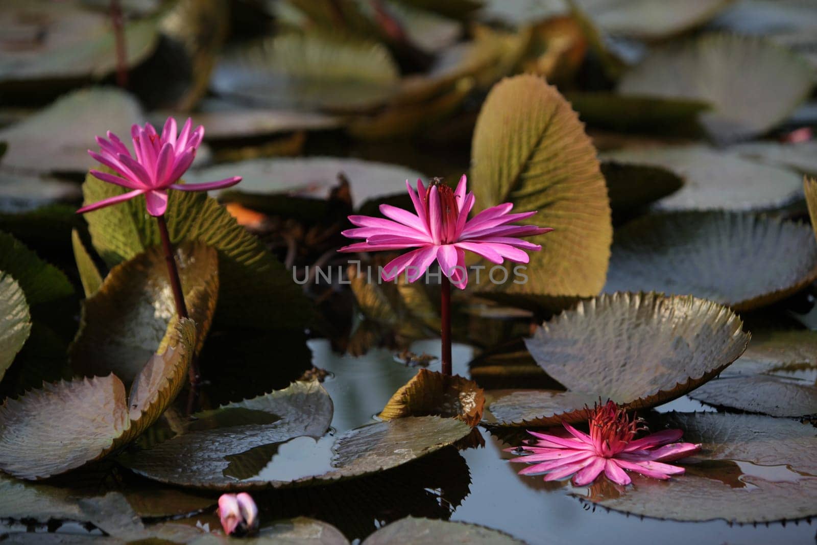 A water lily garden in a hotel park in the temple city of Ayutthaya,Thailand.