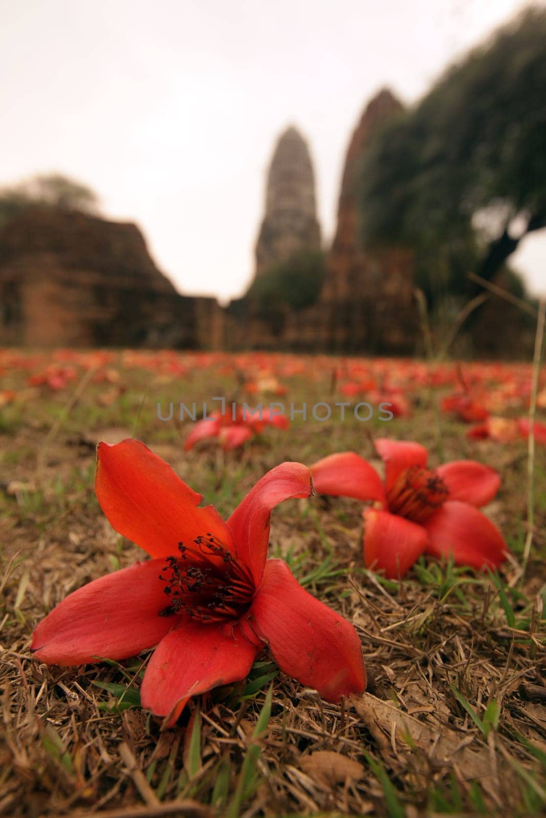 Wat Ratburana Temple in the temple city of Ayutthaya in Thailand