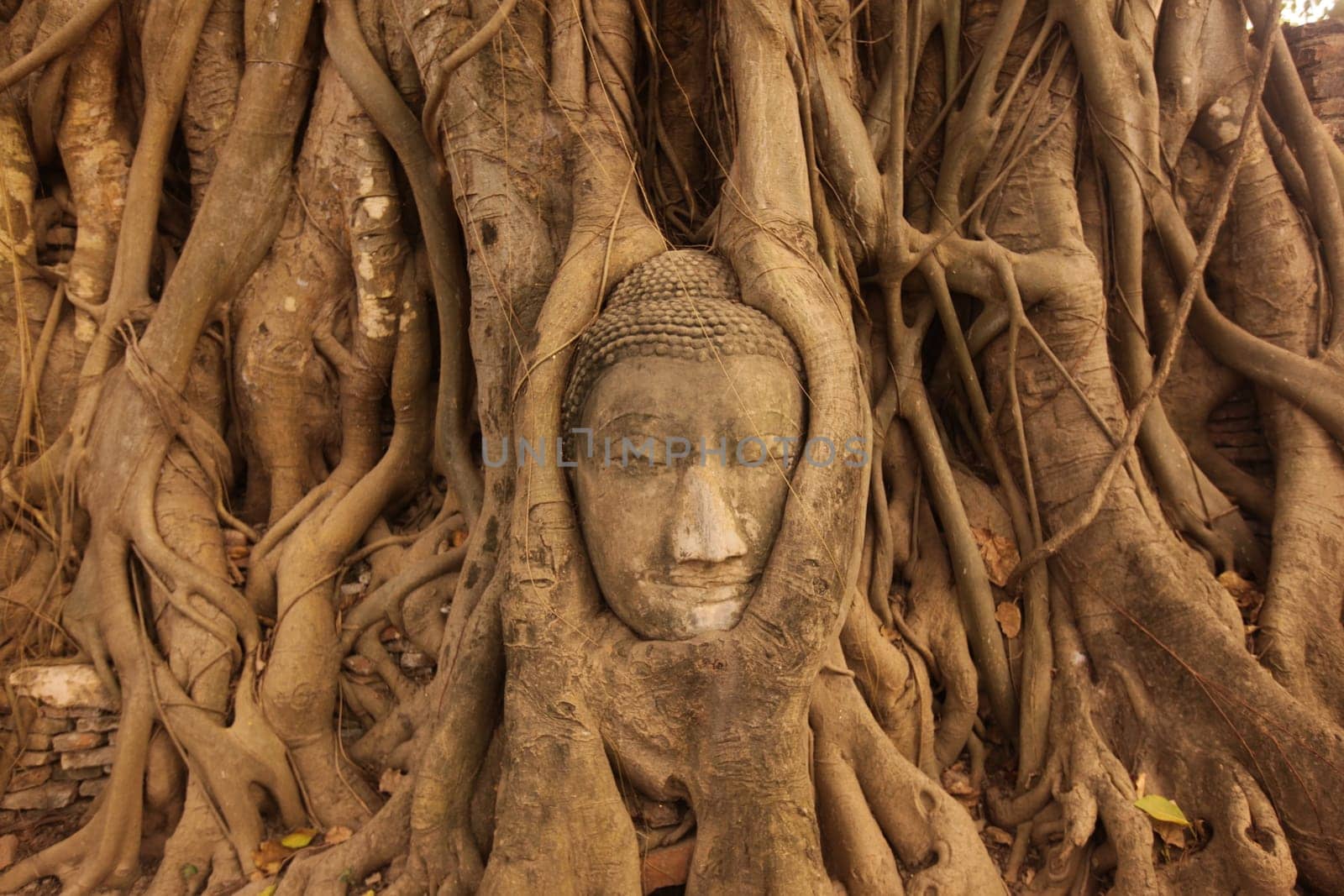 A stone head woven into a tree at Wat Phra Mahathat Temple in the temple city of Ayutthaya,Thailand