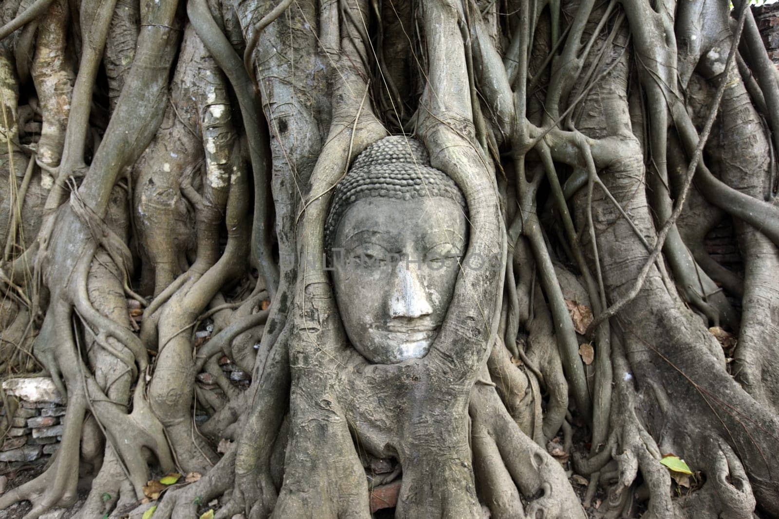 A stone head woven into a tree at Wat Phra Mahathat Temple in the temple city of Ayutthaya,Thailand.