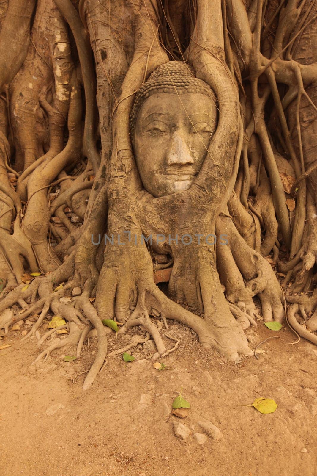 A stone head woven into a tree at Wat Phra Mahathat Temple in the temple city of Ayutthaya,Thailand.