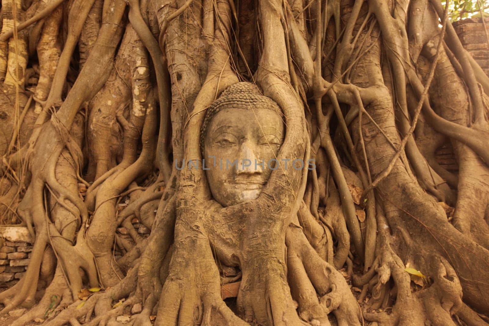 A stone head woven into a tree at Wat Phra Mahathat Temple in the temple city of Ayutthaya,Thailand