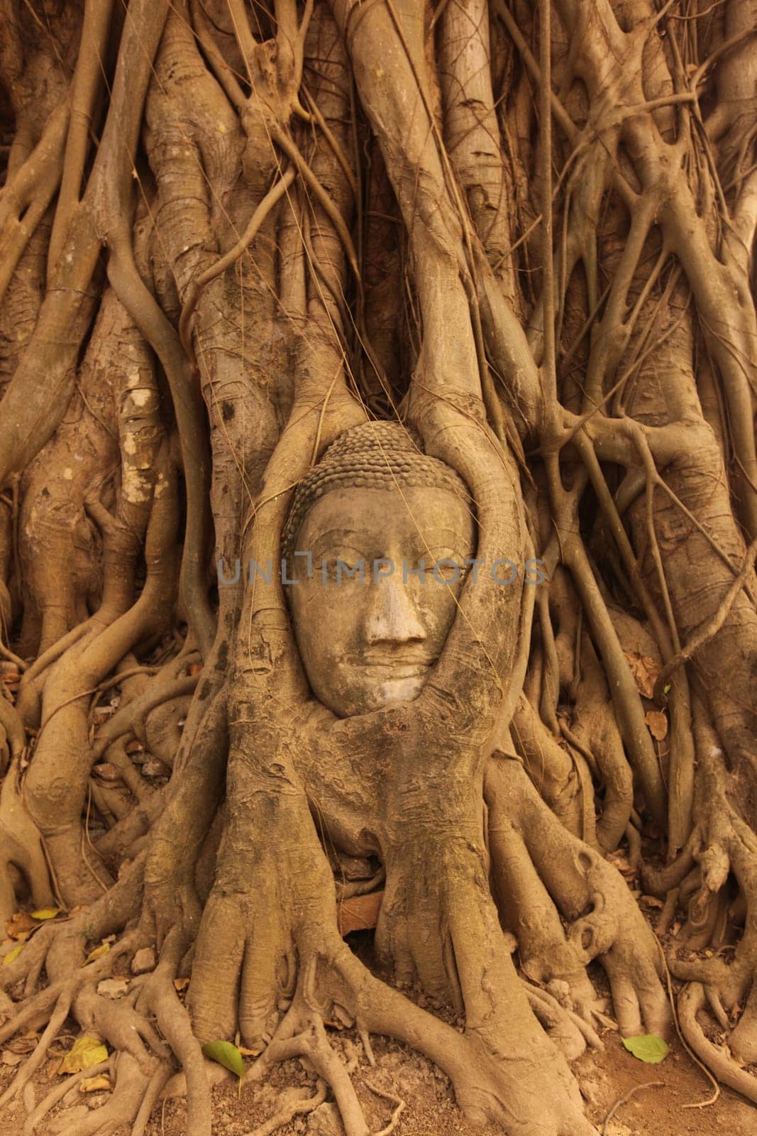 A stone head woven into a tree at Wat Phra Mahathat Temple in the temple city of Ayutthaya,Thailand