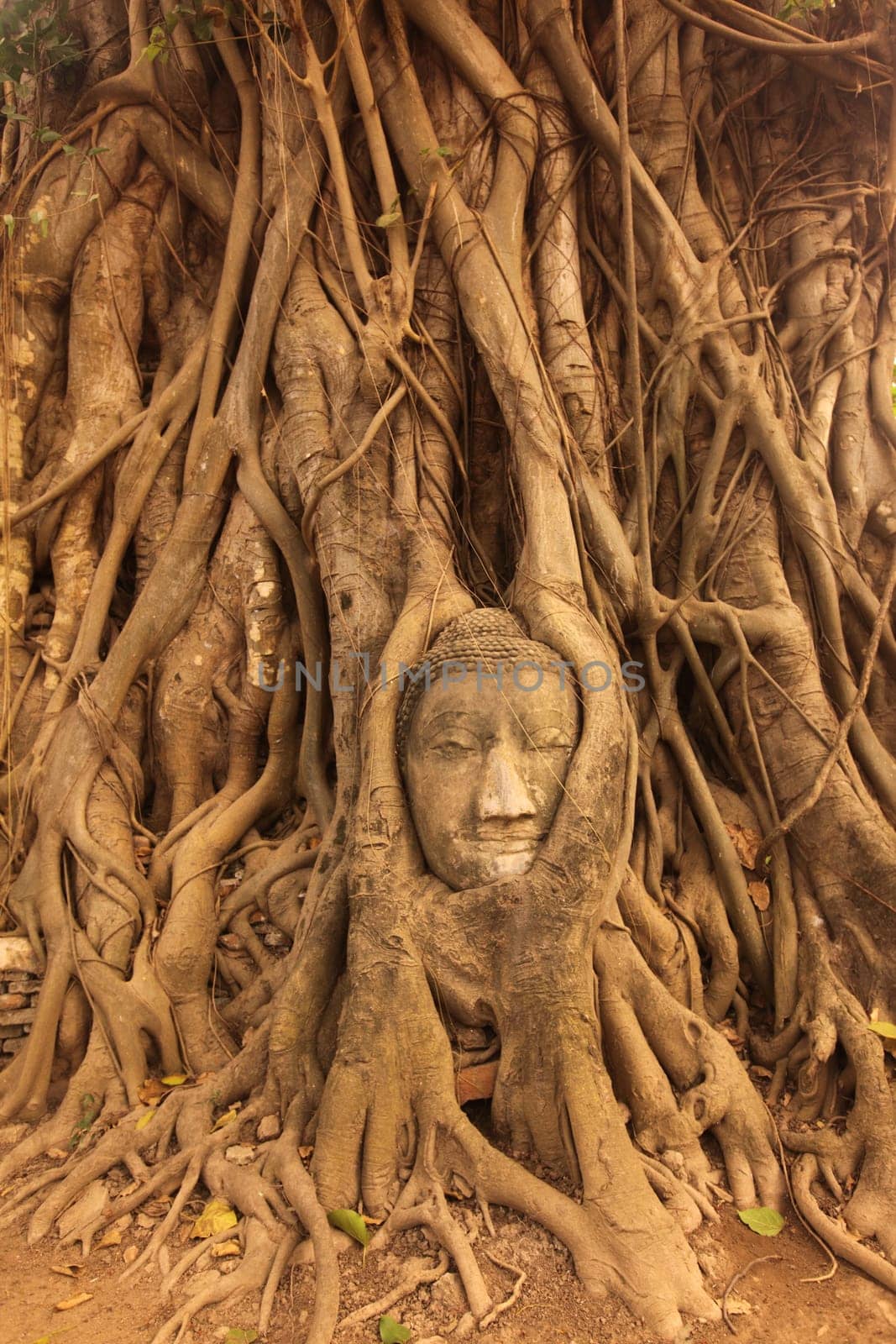 A stone head woven into a tree at Wat Phra Mahathat Temple in the temple city of Ayutthaya,Thailand