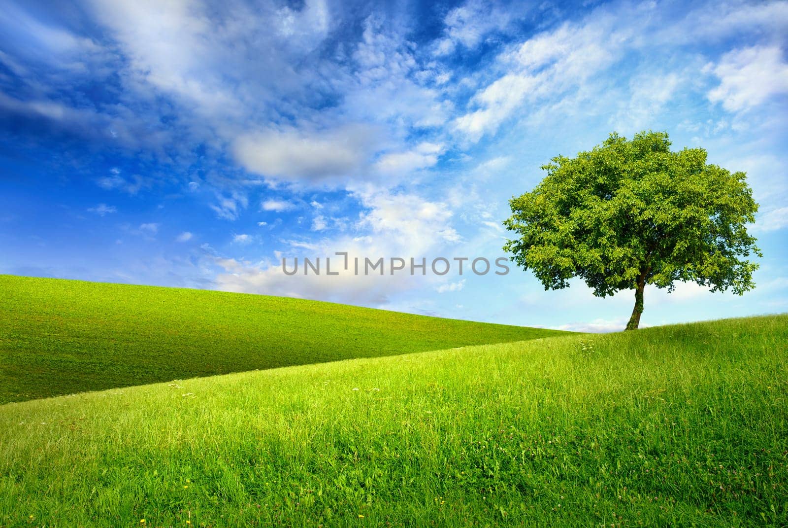 Dreamy landscape with a single tree on a hilly meadow
