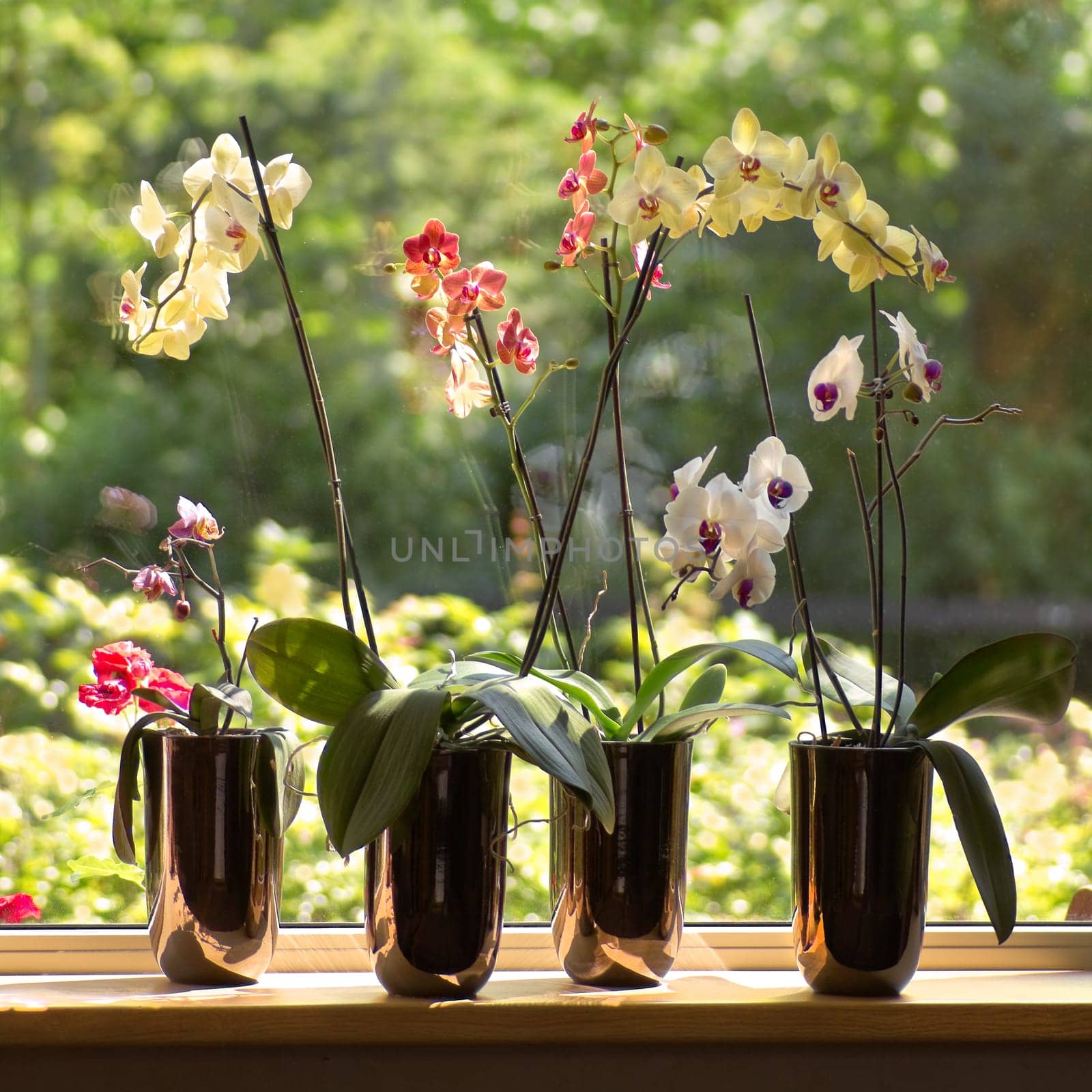 Window-sill and plant pots with Moth Orchids or Phalaenopsis with glassreflections and trees in background outdoors - square