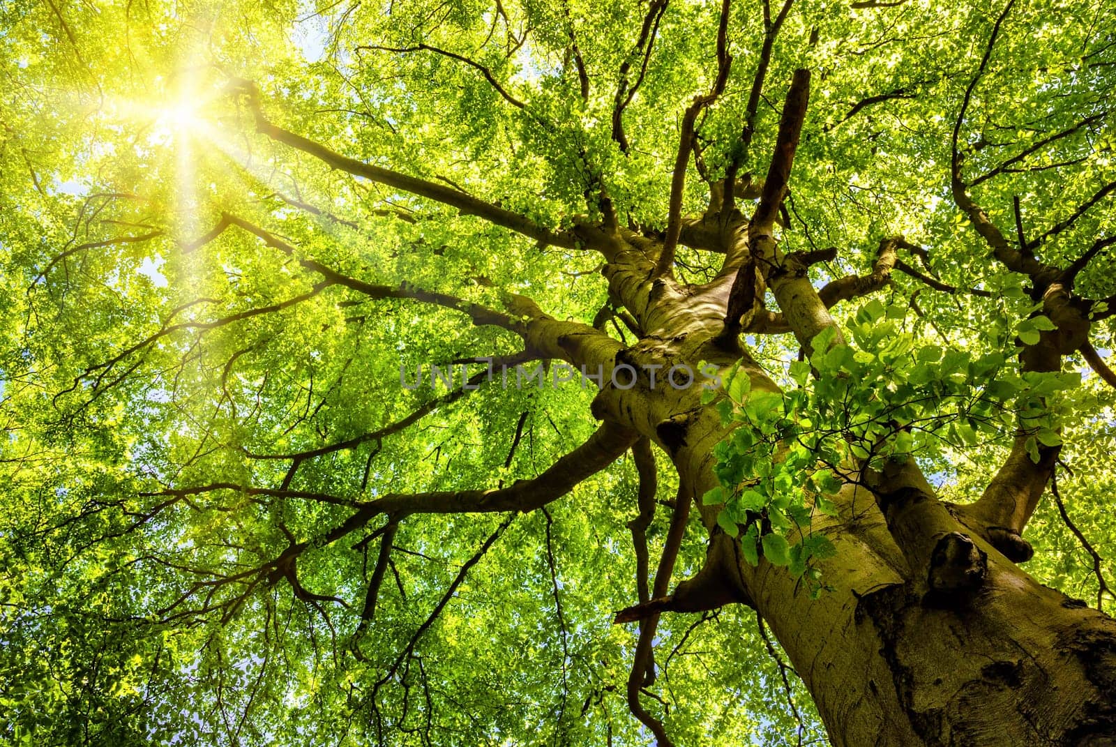 The warm spring sun shines through the top of an old beech