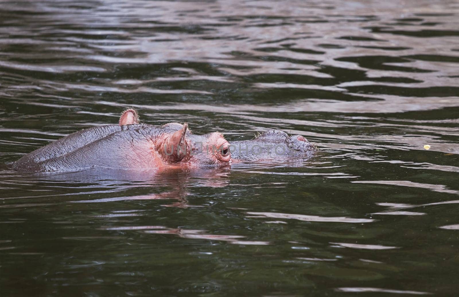 Hippo or Hippopotamus amphibius in water resting