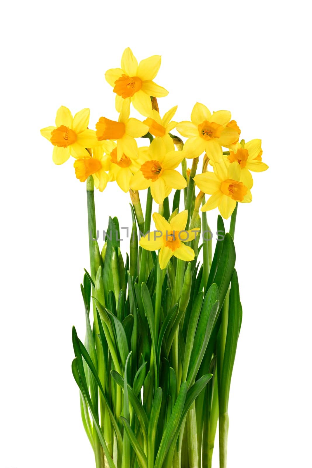A bunch of flowered daffodils on a white background