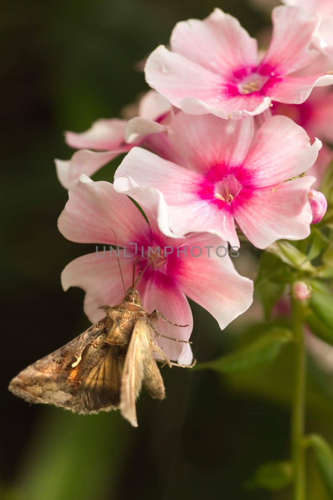 Quick moving Migratory moth Silver Y or Autographa gamma butterfly feeding on pink Phlox flowers in summer