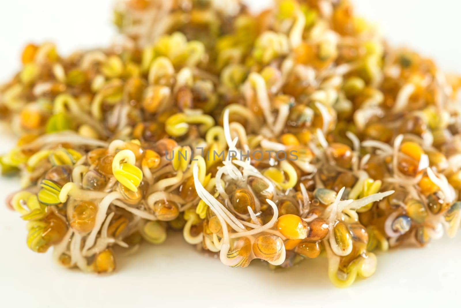 Ruccola sprouts