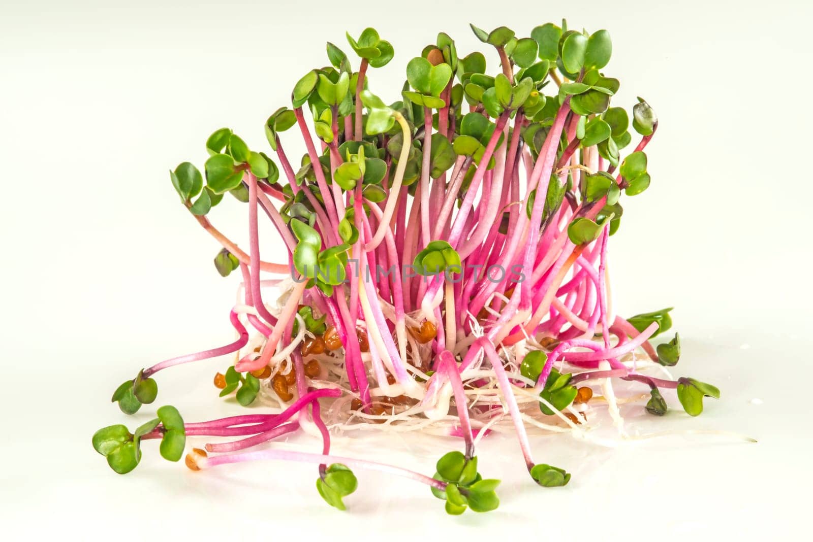 Radish sprouts
