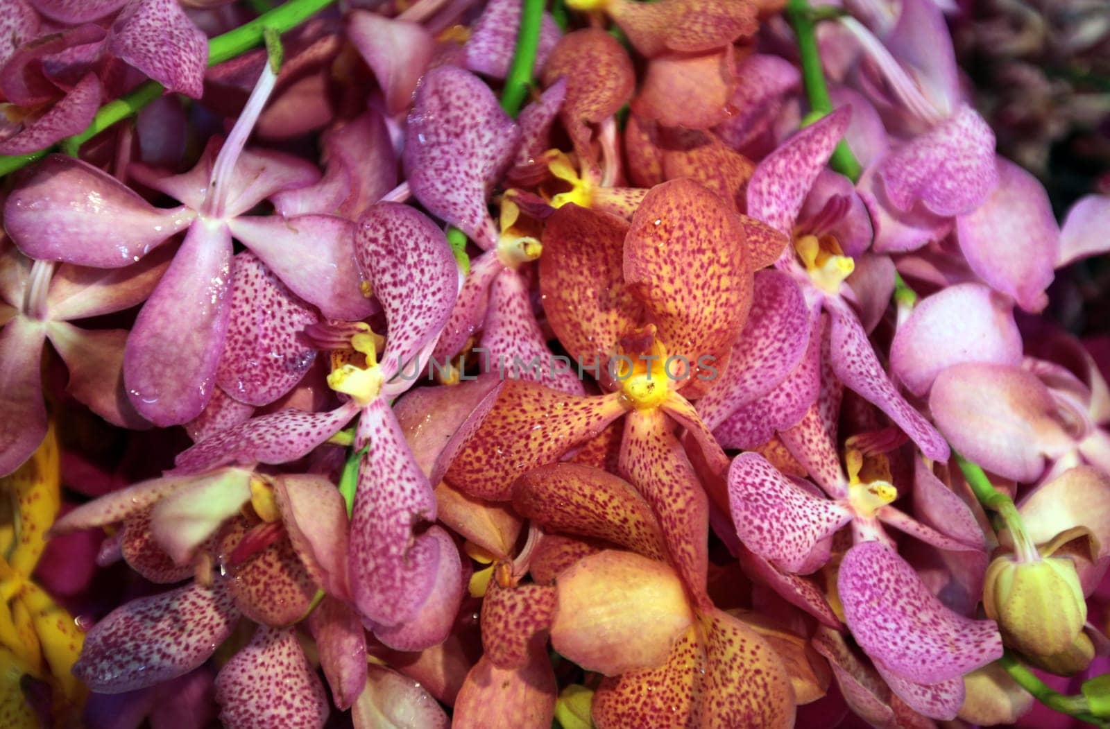 Flowers at the Pak Khlong Market of Bangkok's capital of Thailand in South East Asia.