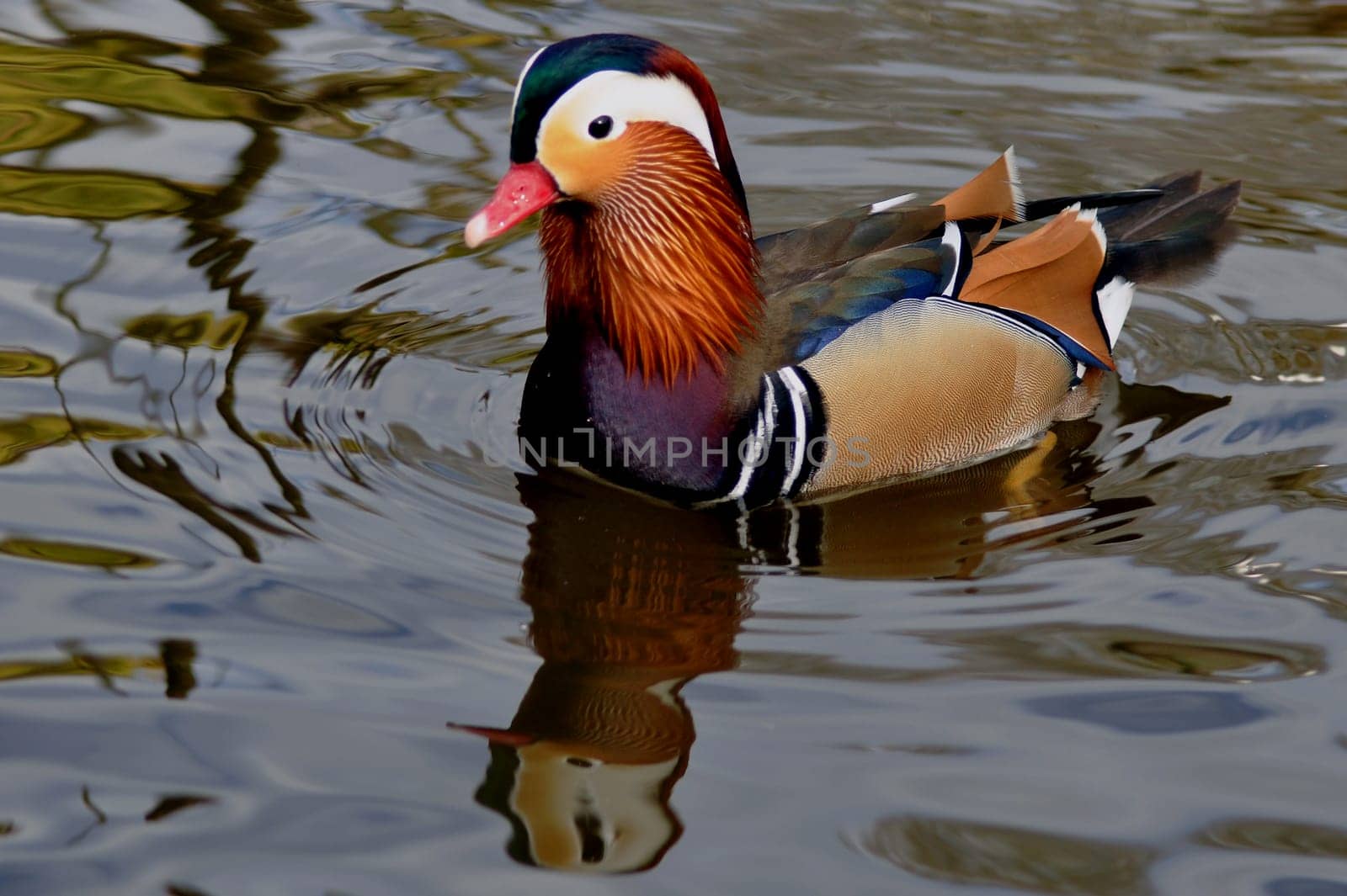 Mandarin duck