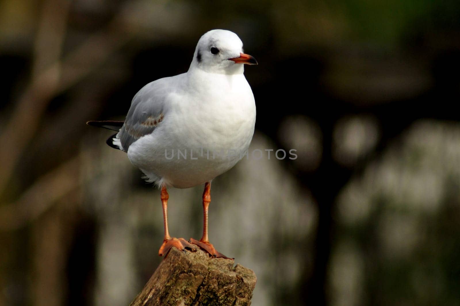 Sielbermöwe