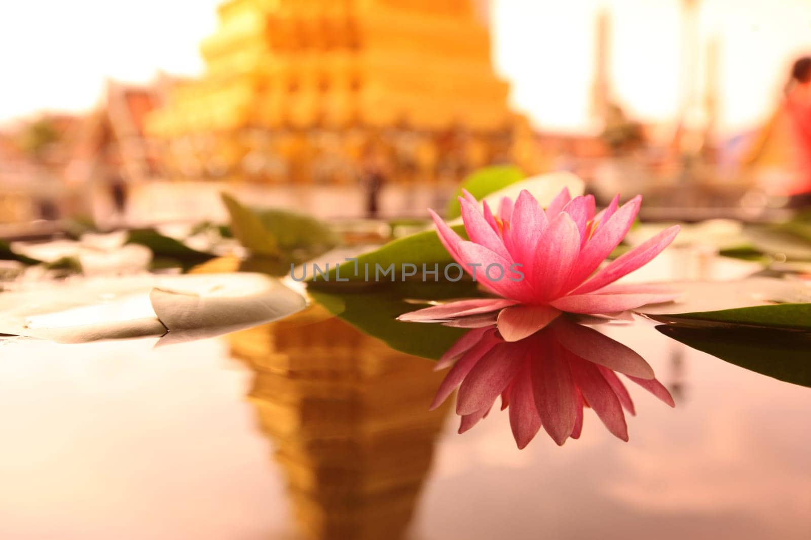 A lotus flower in Wat Phra Keo in the Temple Gelaende near the Royal Palace in the historic center of the capital Bangkok in Thailand.