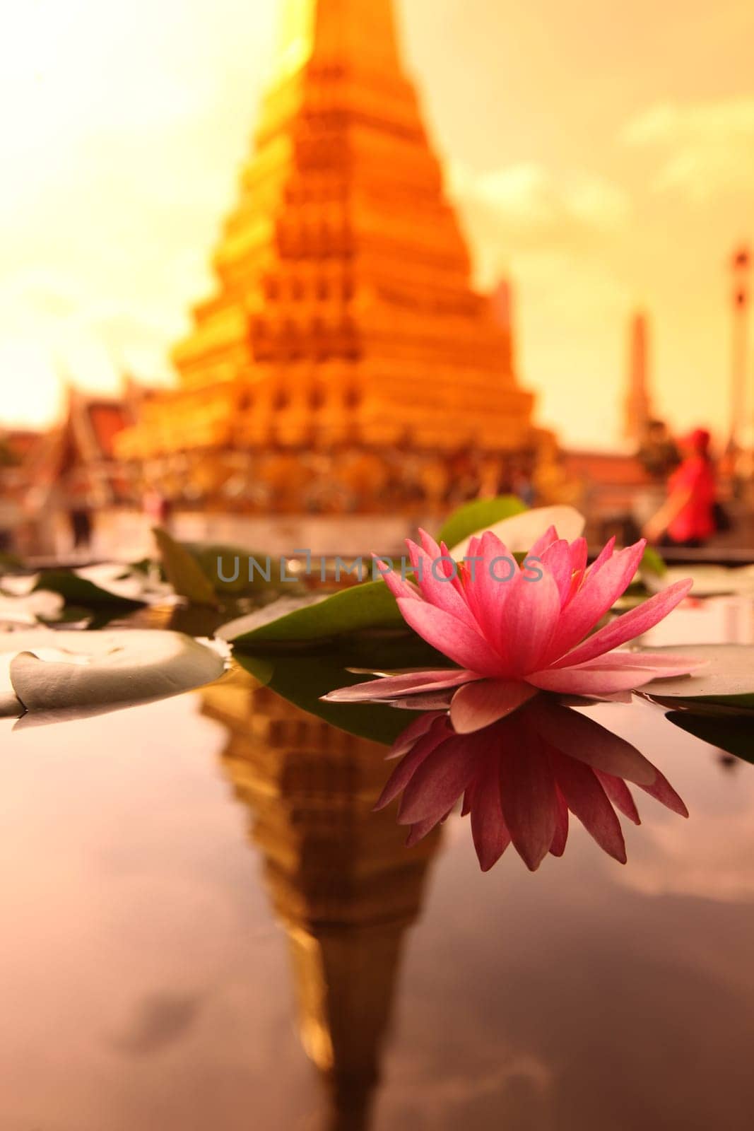 A lotus flower in Wat Phra Keo in the Temple Gelaende near the Royal Palace in the historic center of the capital Bangkok in Thailand.