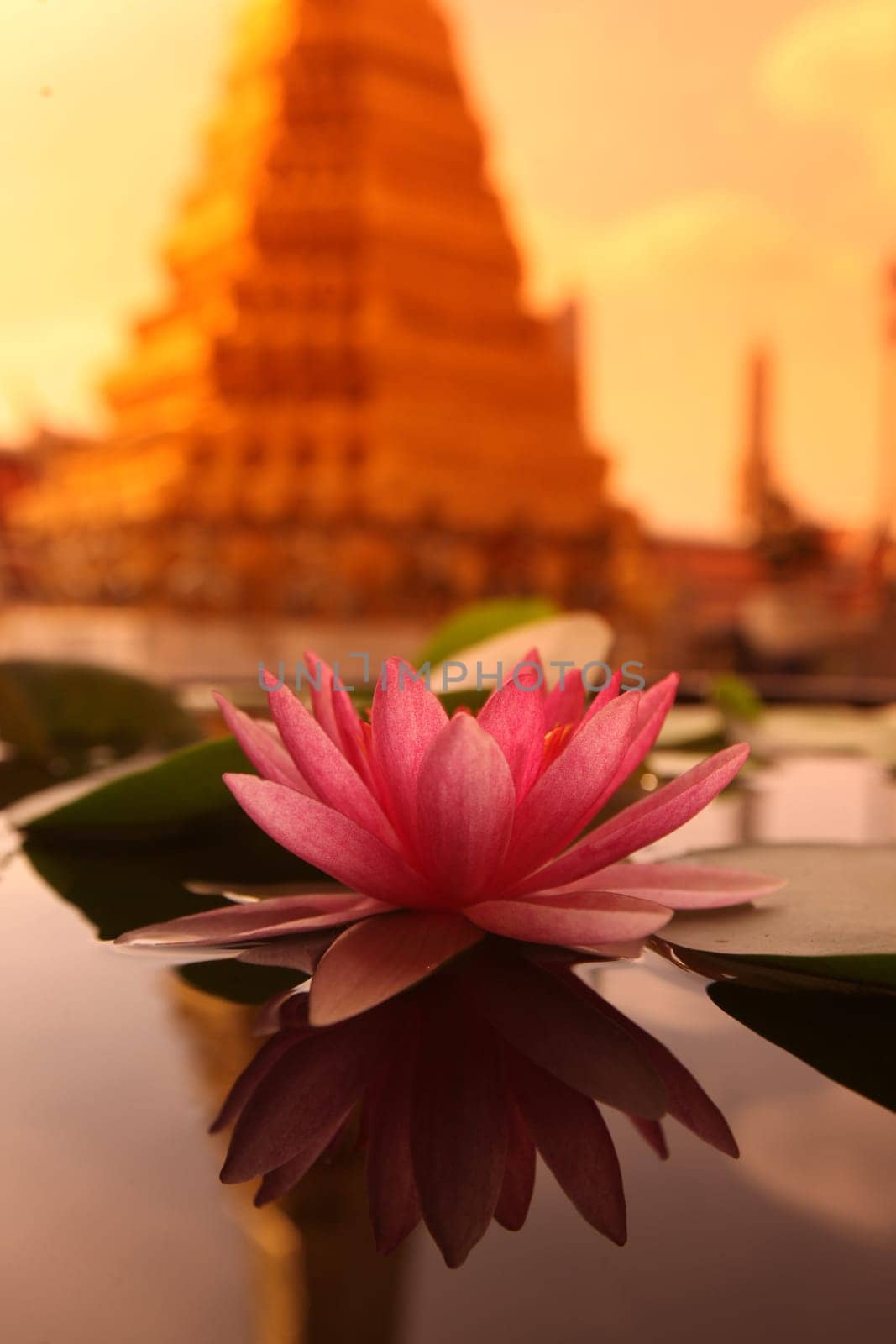 A lotus flower in Wat Phra Keo in the Temple Gelaende near the Royal Palace in the historic center of the capital Bangkok in Thailand.