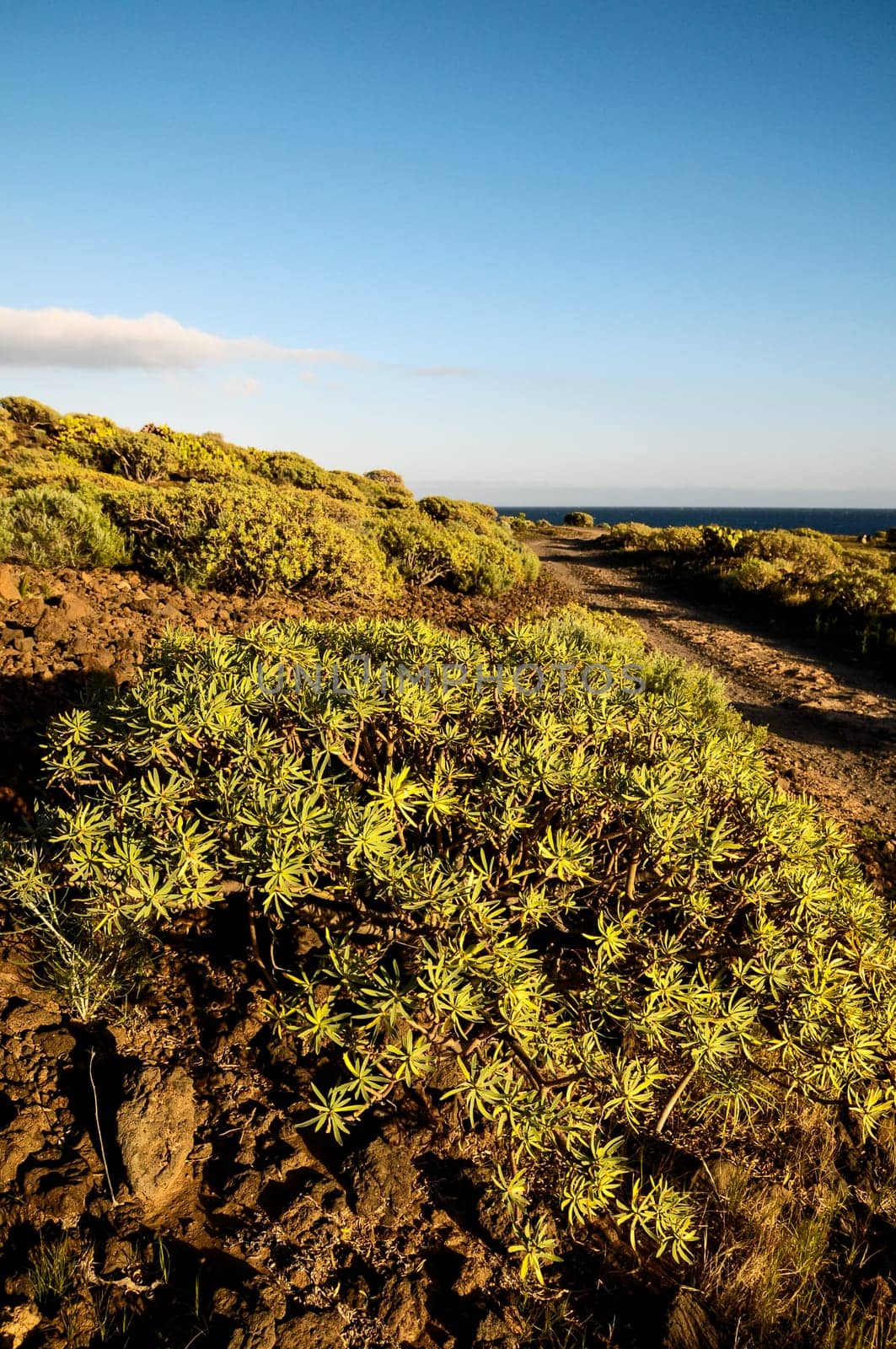 Cactus in the Desert at Sunset Tenerife South Canary Islands Spain