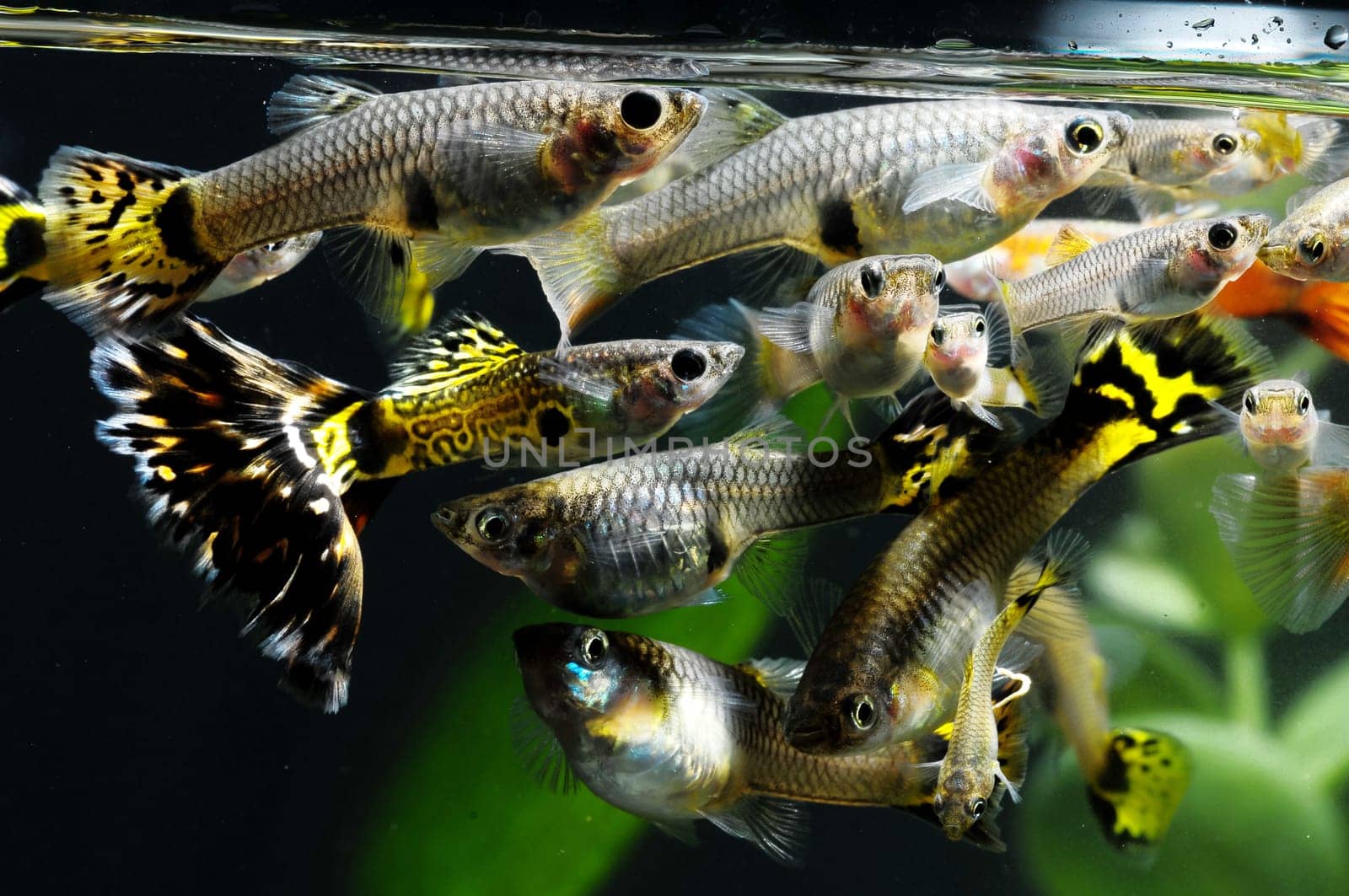 Guppy Multi Colored Fish in a Tropical Acquarium