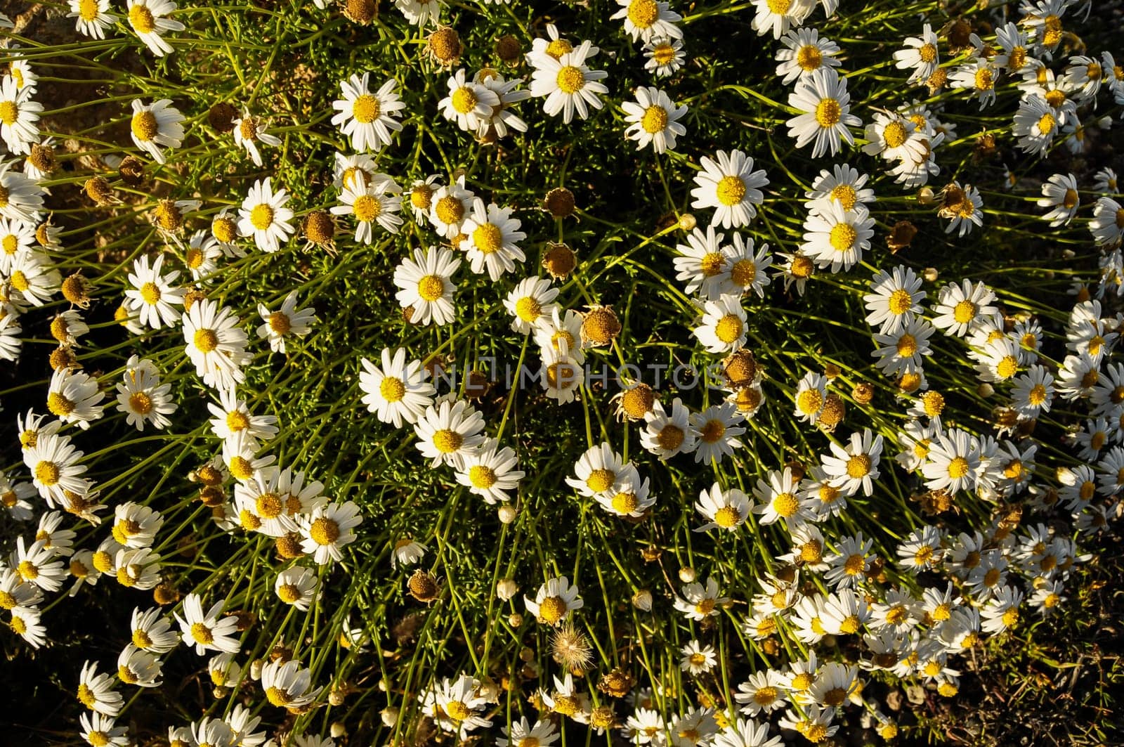 Some Fresh Yellow and White Camomilla Daisy Flowers