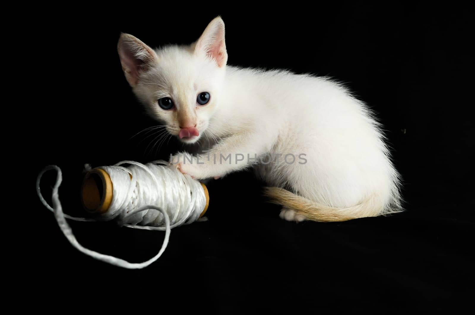 White Young Baby Cat on a Black Background