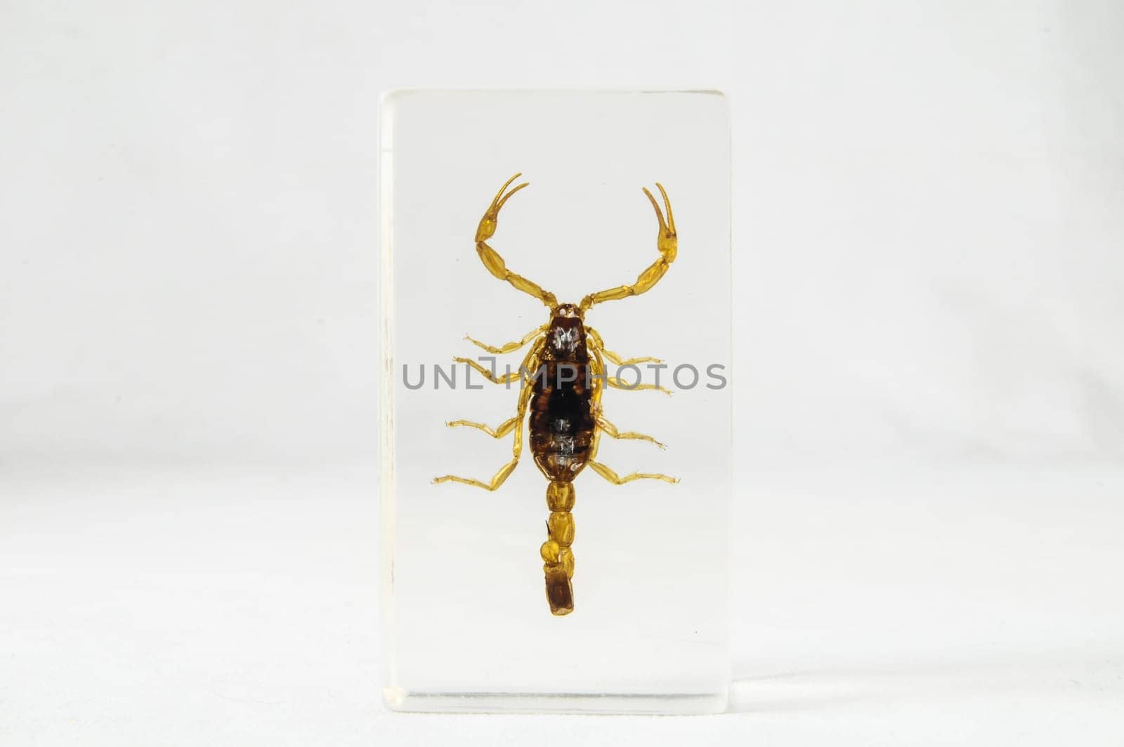 Pickled Golden Scorpion preserved in Formaldehyde on a White Background