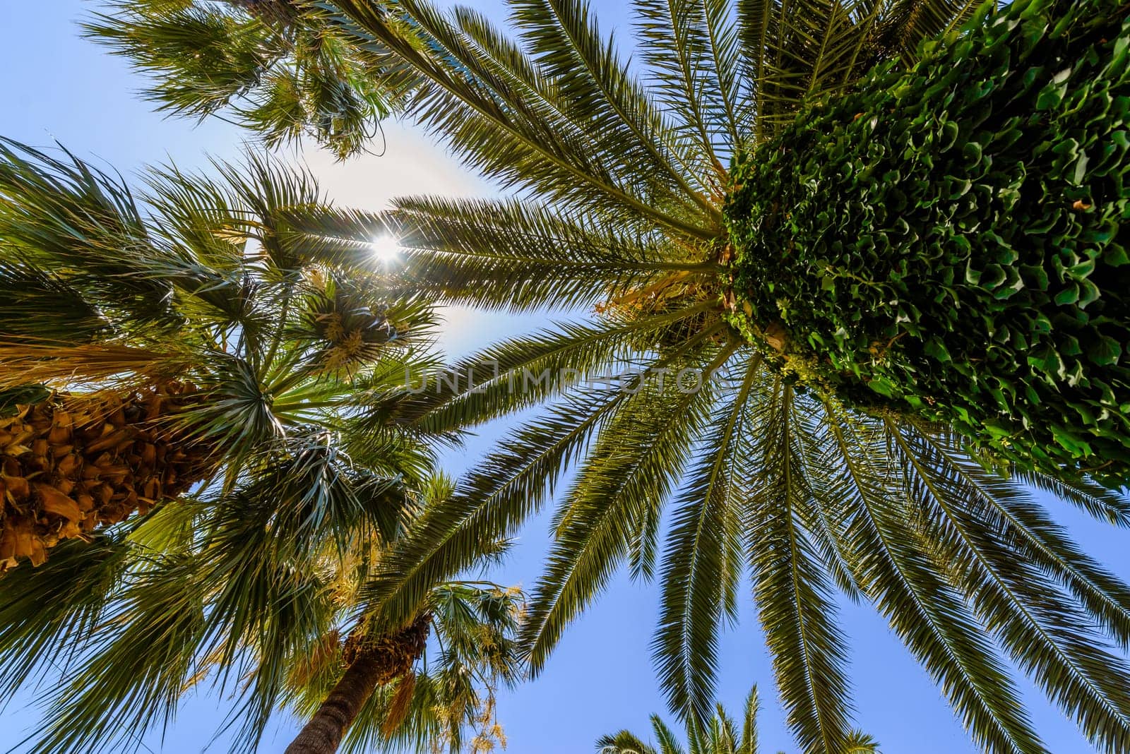 exotic palms with big green leaves,with shining sun and blue sky in background,photo taken from bottom,ultra wide angle of view.