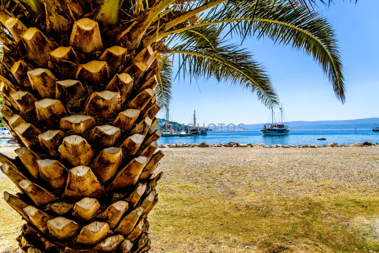 exotic palm trunk with sharp pattern and big green leaves and visible passenger ship heading to the harbor,photo taken on a sunny day,in background visible cloudless sky. space for text.