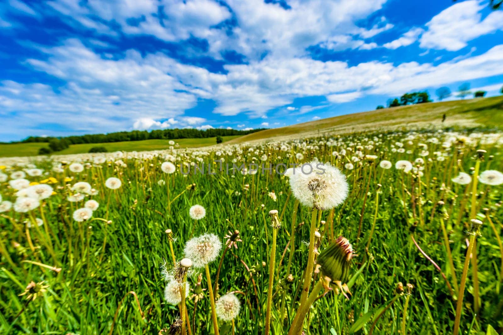 spring landscape with meadow full of blow -balls,dandelions,in background blue sky and white clouds visible.