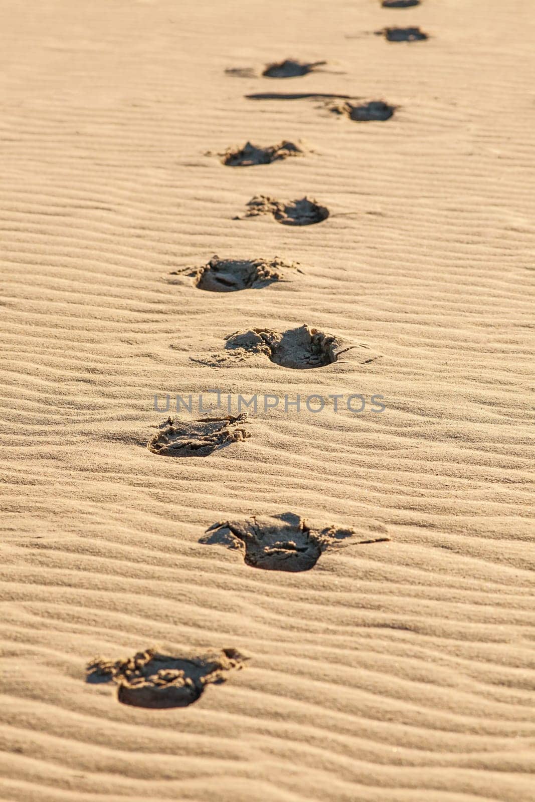 footprints visible in yellow sand desert on sunny hot day.