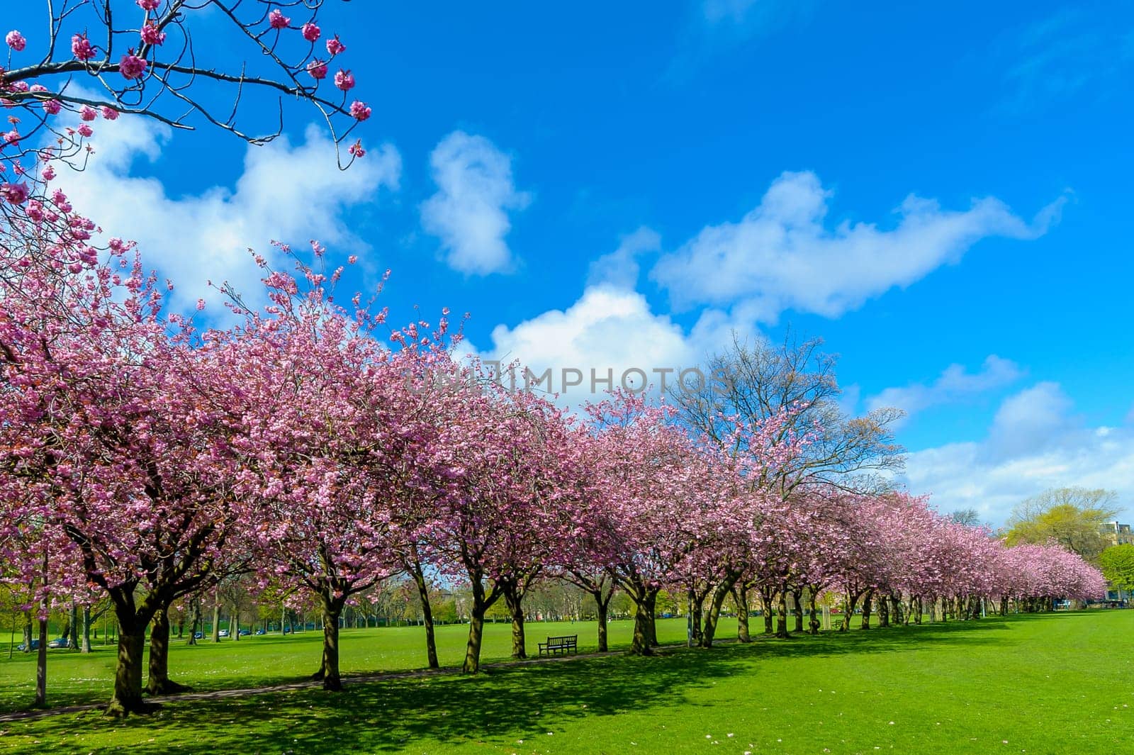 Spring path in the park with cherry blossom pink flowers,visible green grass and path,blue sky and white clouds in background.