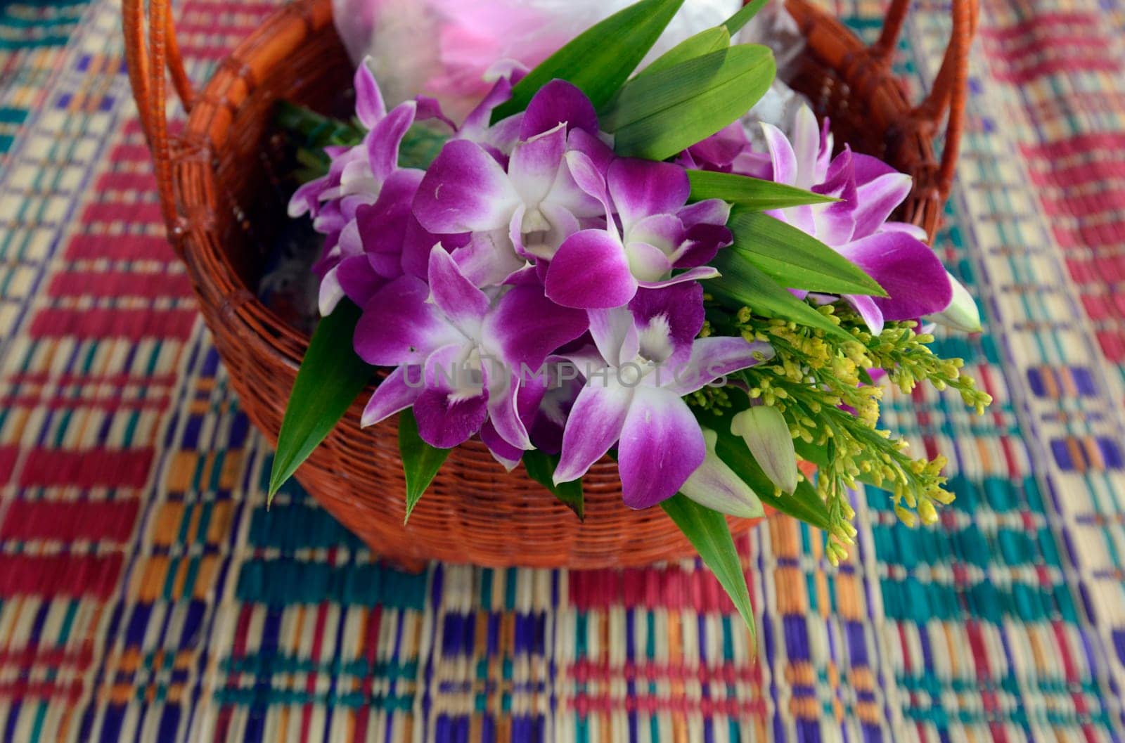 Orchids in the province of Amnat Charoen northwest of Ubon Ratchathani in northeastern Thailand in South East Asia.