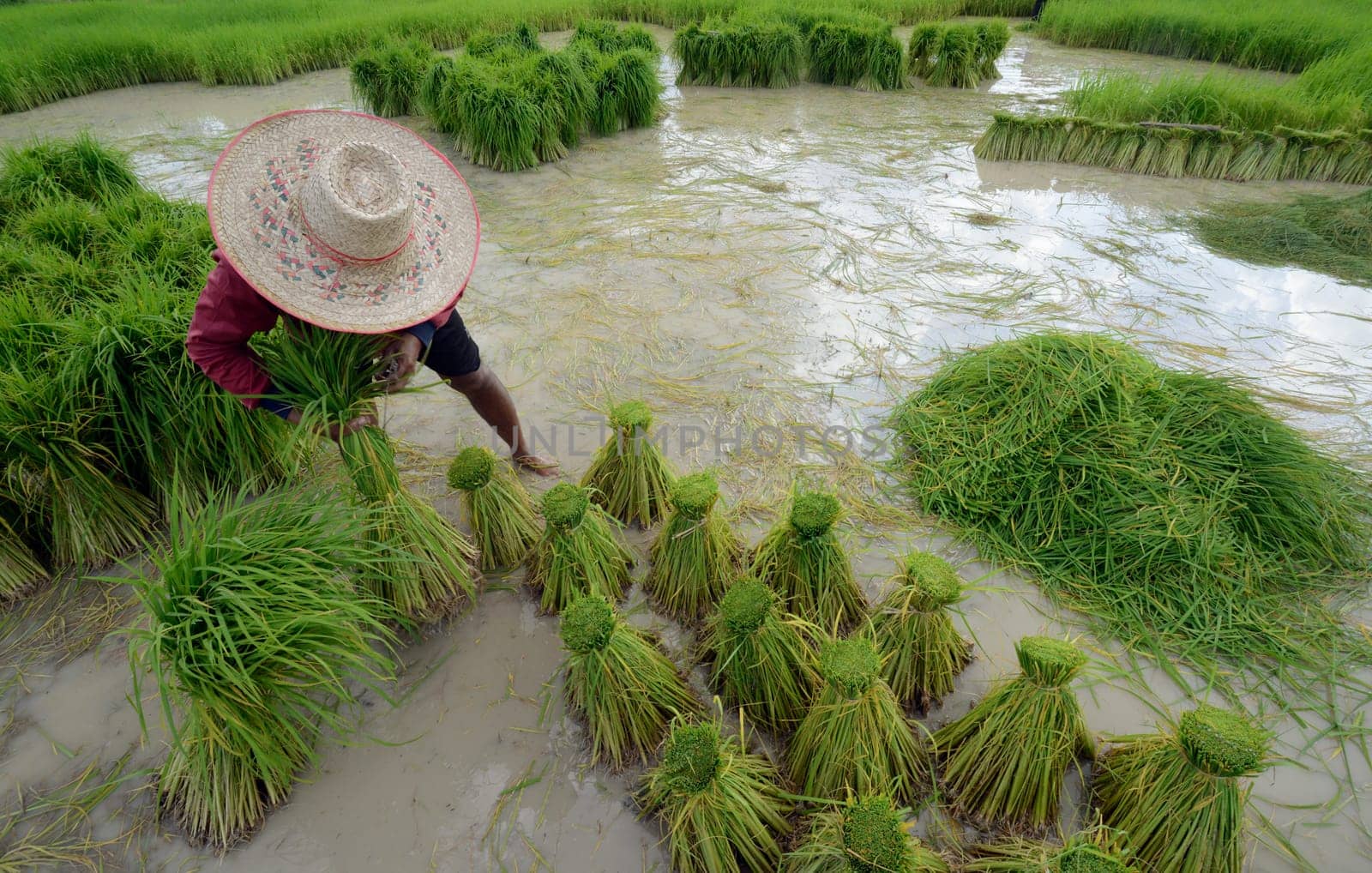 Rice fields and agriculture in the province of Amnat Charoen northwest of Ubon Ratchathani in northeastern Thailand in South East Asia.