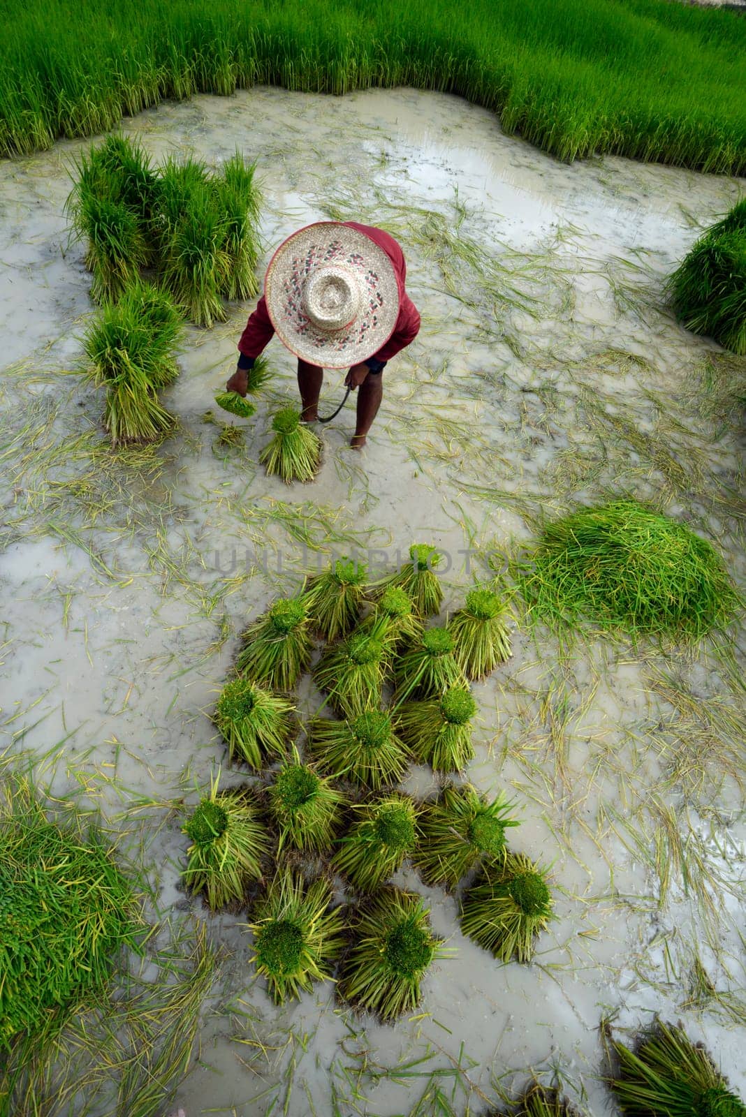 Rice fields and agriculture in the province of Amnat Charoen northwest of Ubon Ratchathani in northeastern Thailand in South East Asia.