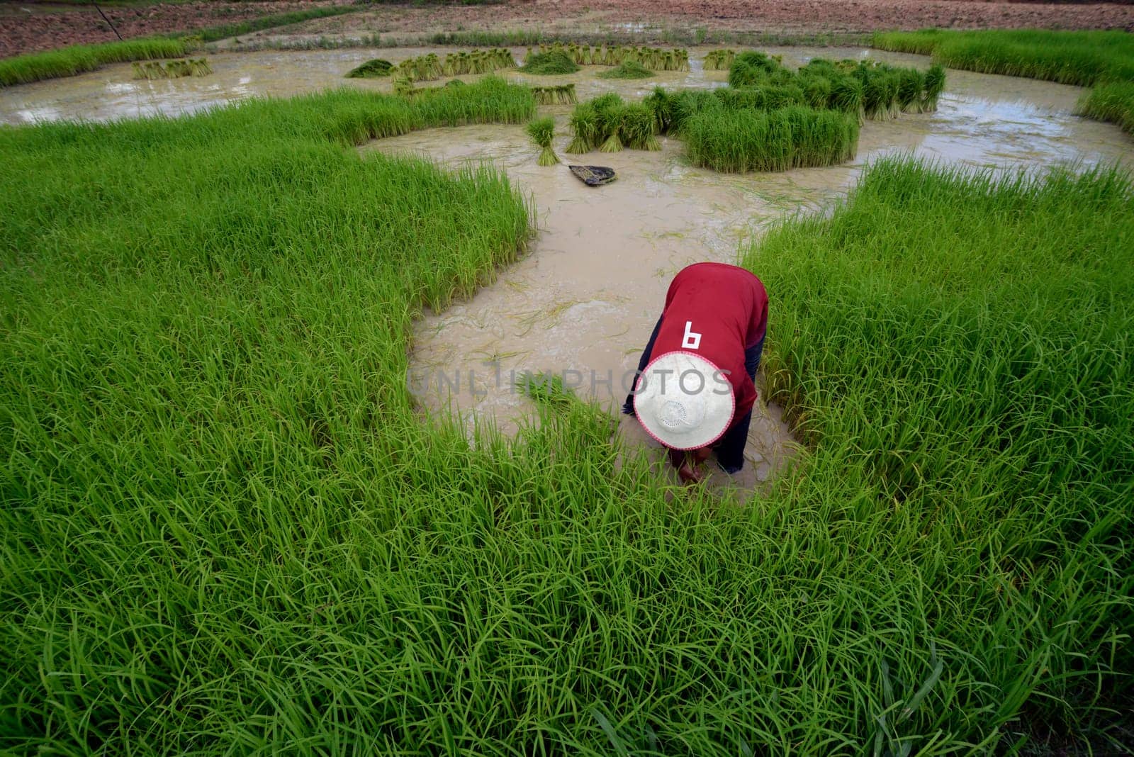 Rice fields and agriculture in the province of Amnat Charoen northwest of Ubon Ratchathani in northeastern Thailand in South East Asia.