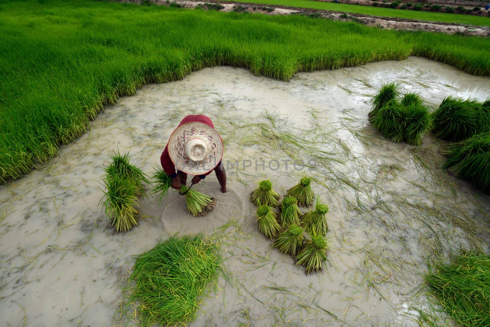 Rice fields and agriculture in the province of Amnat Charoen northwest of Ubon Ratchathani in northeastern Thailand in South East Asia.