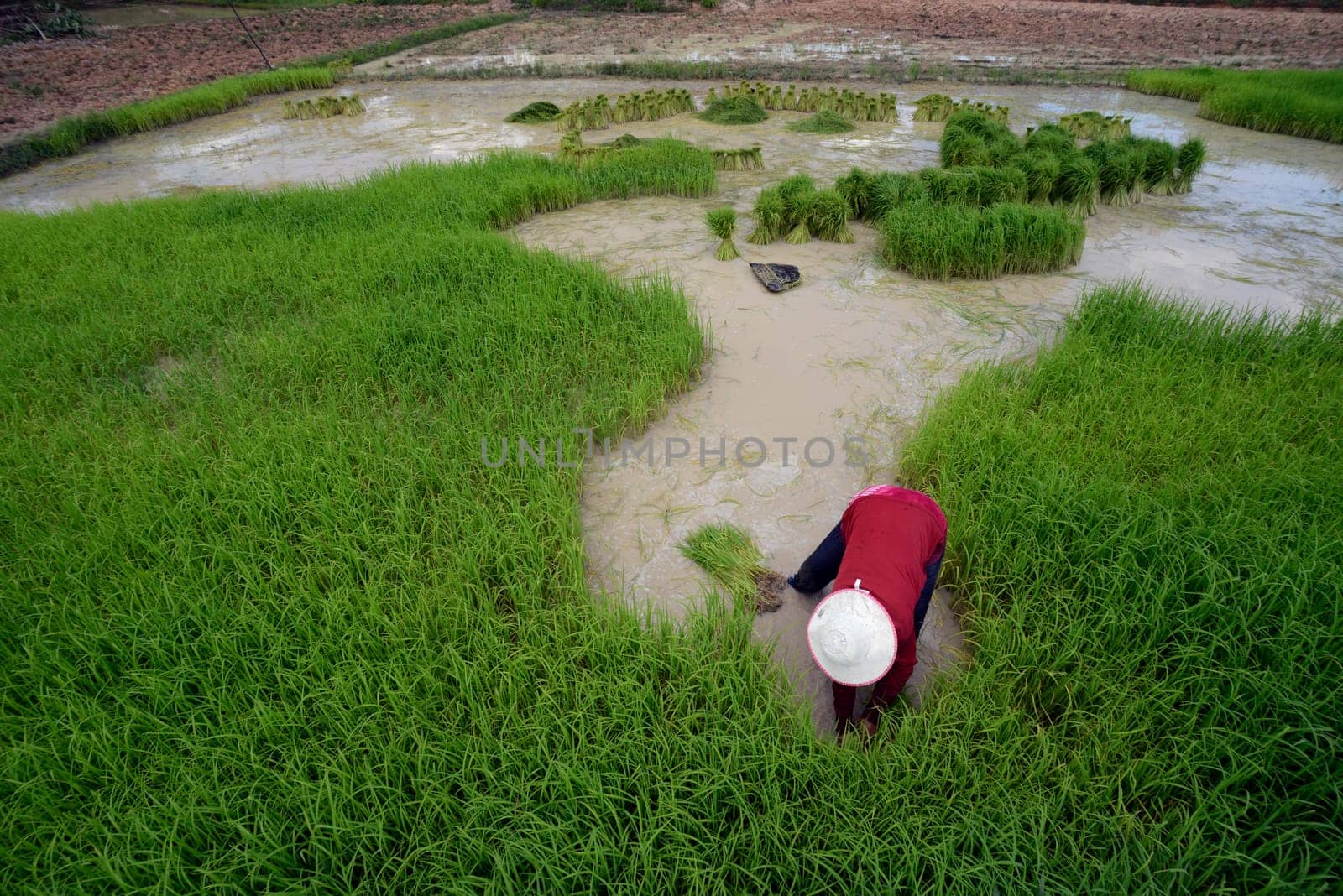 Rice fields and agriculture in the province of Amnat Charoen northwest of Ubon Ratchathani in northeastern Thailand in South East Asia.