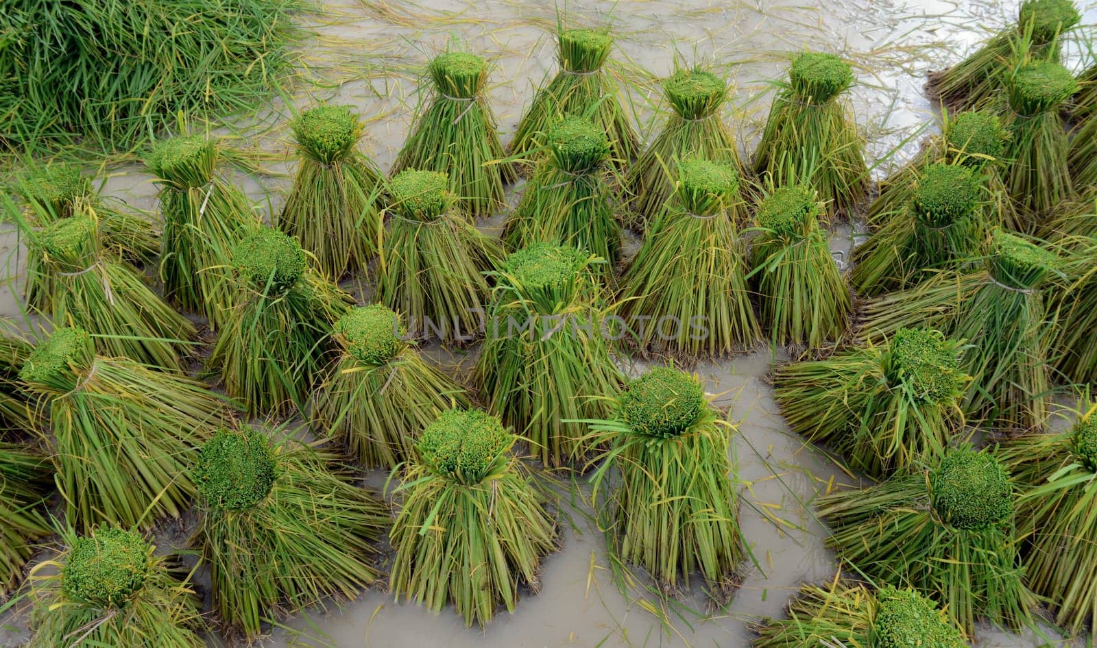Rice fields and agriculture in the province of Amnat Charoen northwest of Ubon Ratchathani in northeastern Thailand in South East Asia.