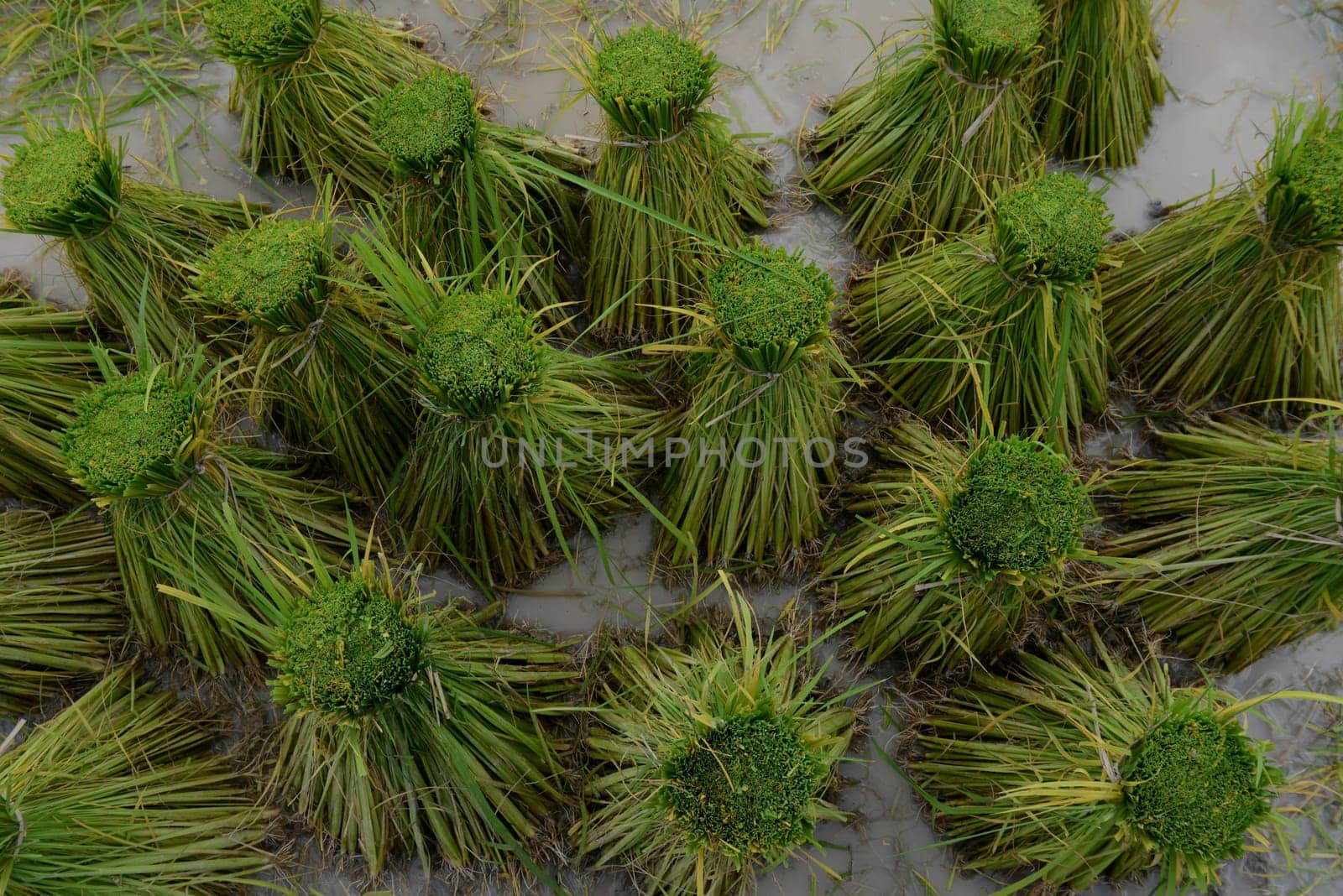 Rice fields and agriculture in the province of Amnat Charoen northwest of Ubon Ratchathani in northeastern Thailand in South East Asia.