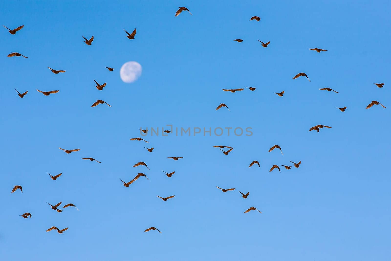 photo presents flock of several dozen of birds flying in blue sky,moon in background.