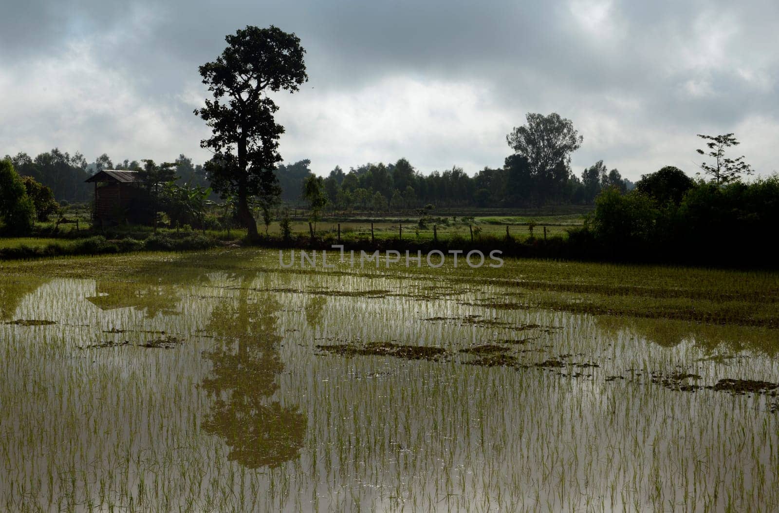 Rice fields and agriculture in the province of Amnat Charoen northwest of Ubon Ratchathani in northeastern Thailand in South East Asia.