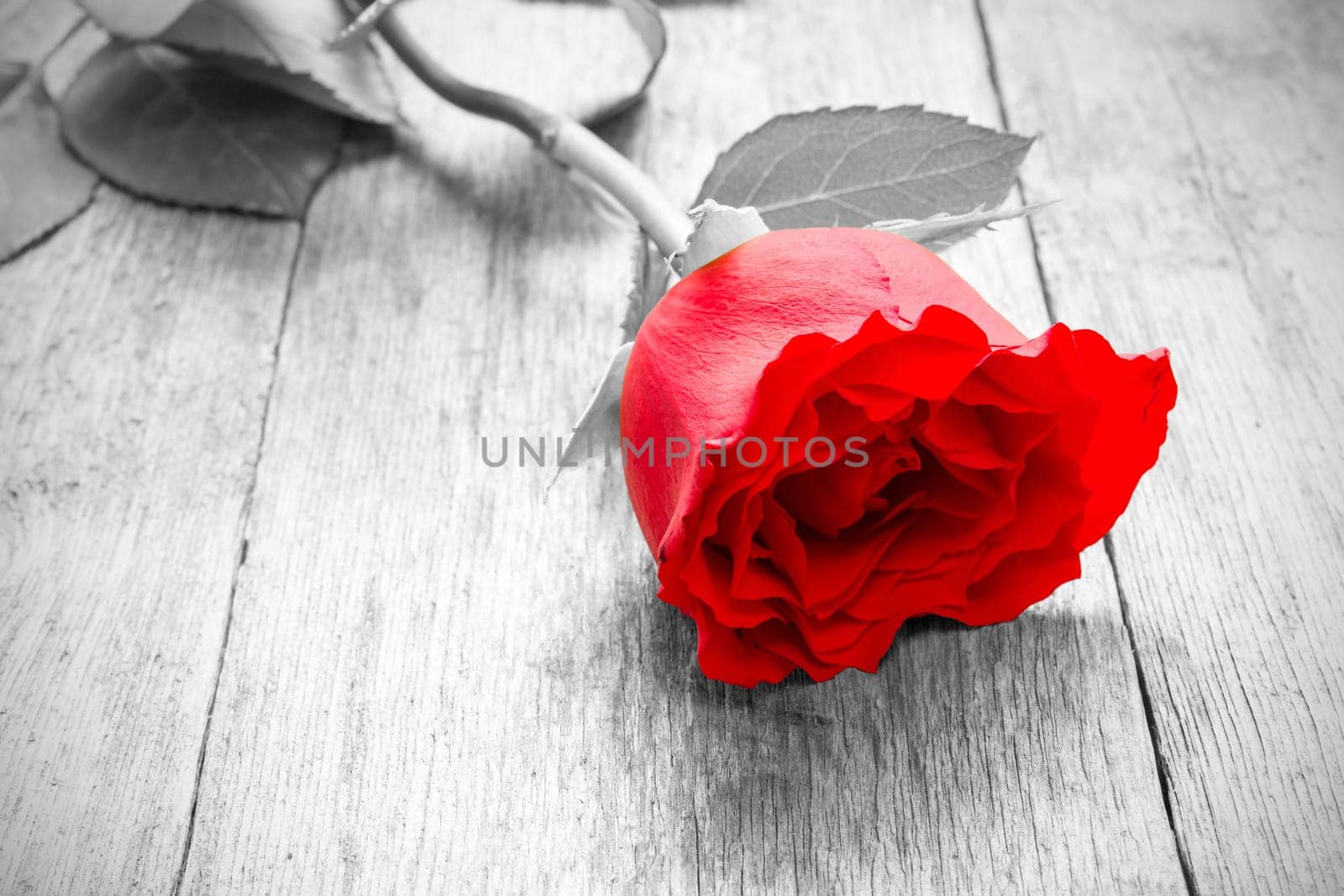 Red rose on the old wooden  floor