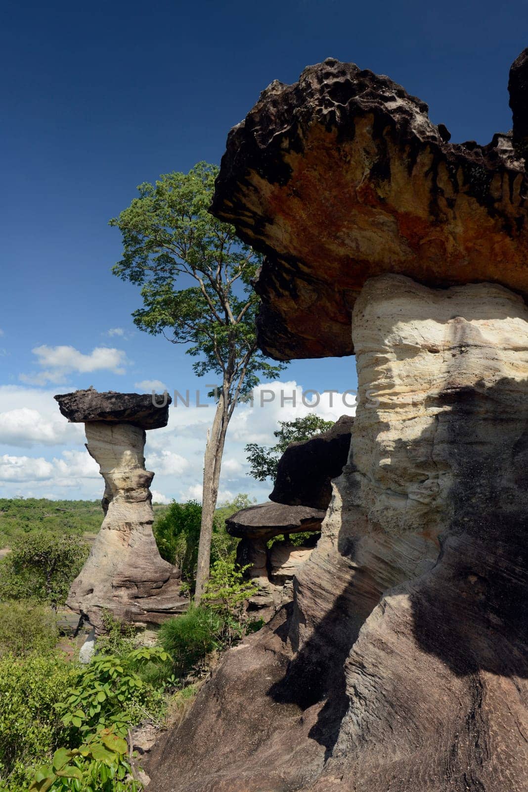 The landscape and mushroom slacks in Pha Taem National Park near Ubon Ratchathani in northeastern Thailand in South East Asia.