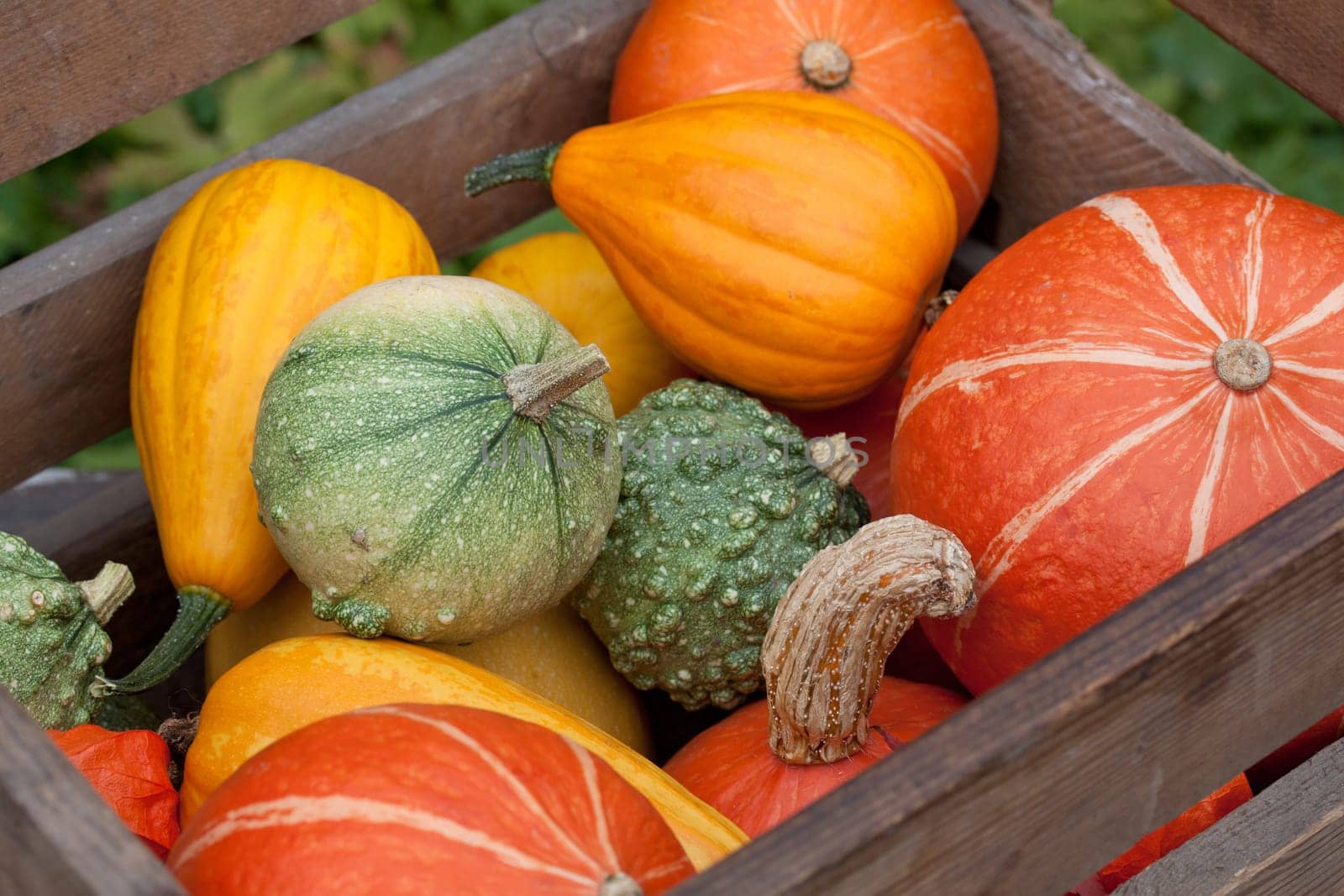 colorful pumpkin mix
