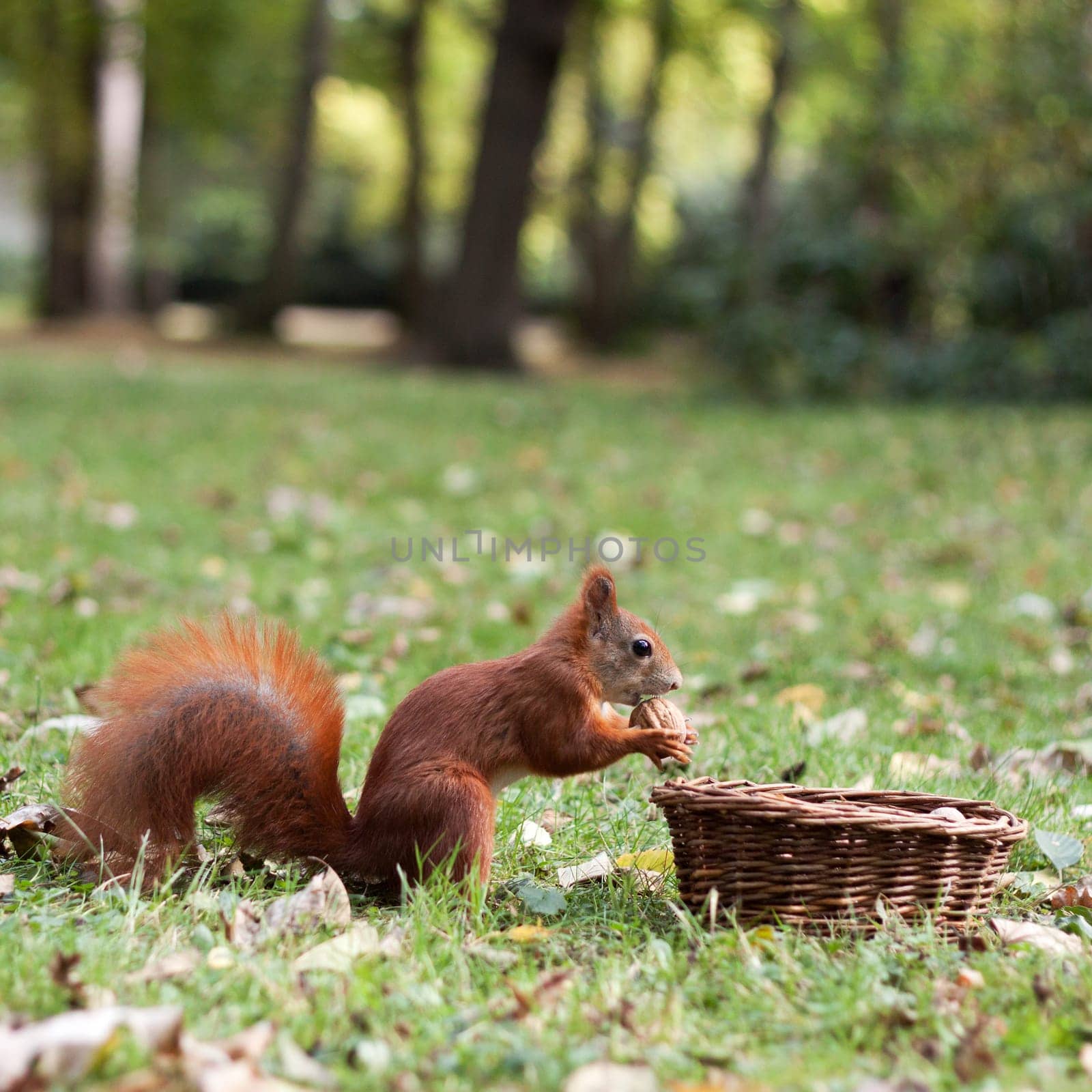 squirrel with walnut