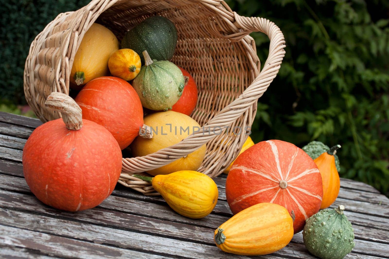 basket with colorful breeding pumpkins