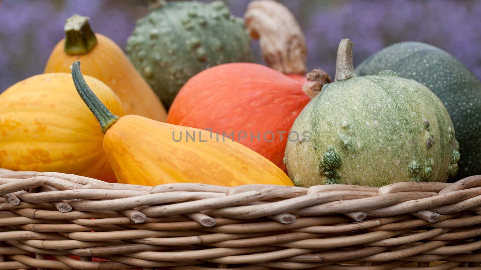 basket with colorful breeding pumpkins
